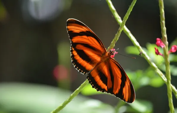 Macro, wings, Butterfly, beautiful, flowers, closeup, zebra heliconian