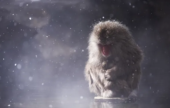 Snow, stones, cub, photographer, hug, Japanese macaques, Macaca fuscata, Kenji Yamamura