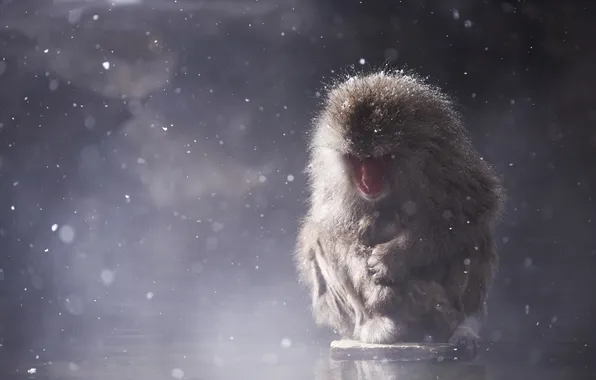 Snow, stone, cub, photographer, hug, Japanese macaques, Macaca fuscata, Kenji Yamamura