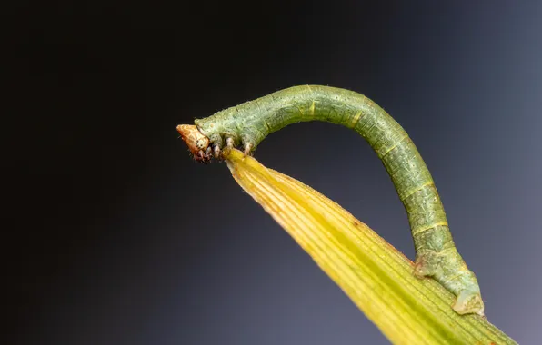 Macro, insects, caterpillar, sheet, bokeh, Birch moth, Biston betularia
