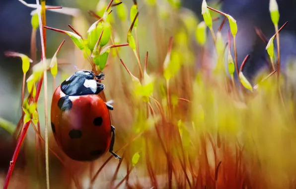 Ladybug, plants, crawling, speck
