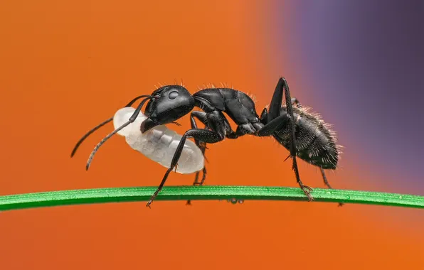 Picture ant, insect, a blade of grass, bokeh, the larva, Ant, Ganev Tsvetan