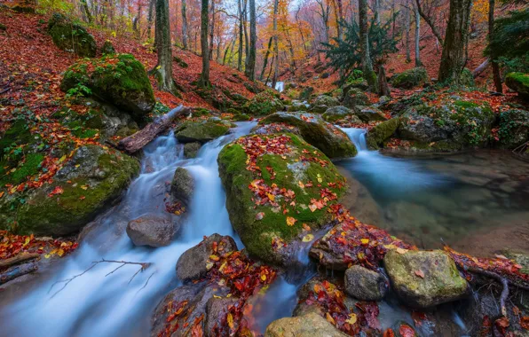 Autumn, forest, leaves, trees, stream, stones, Russia, Crimea