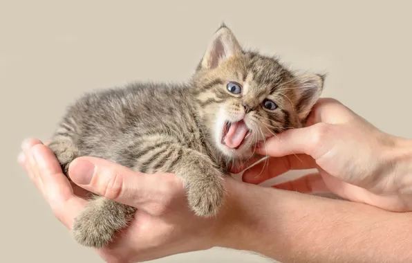 Language, cat, look, pose, kitty, grey, background, people