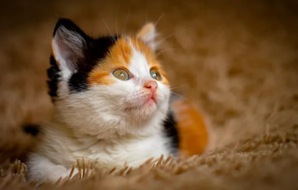Cat, look, kitty, red, lies, fur, face, spotted