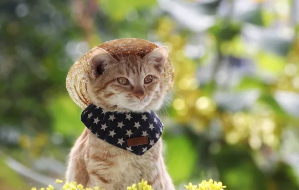 Cat, cat, look, flowers, nature, pose, kitty, spring