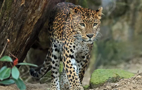 Picture predator, leopard, wild cat