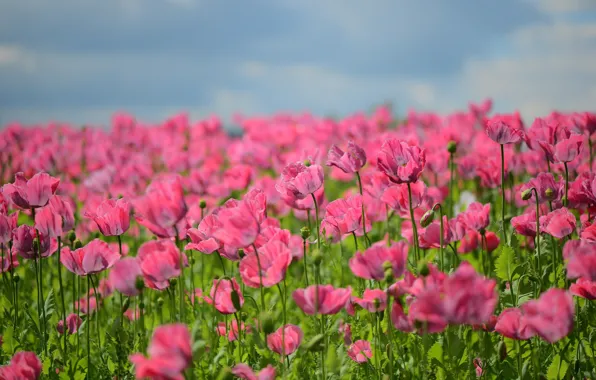 Summer, the sky, Maki, pink, a lot, poppy field