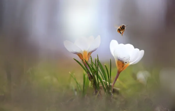 Macro, flowers, bee, glade, blur, spring, crocuses, insect