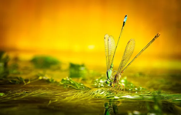 Water, macro, algae, pose, pond, dragonfly, a couple, pond