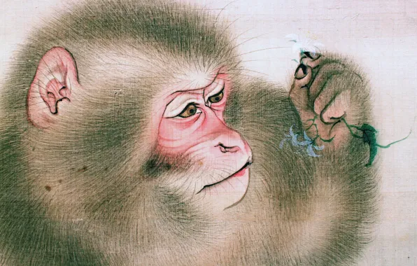 Monkey, Picture, Face, Fragment, Closeup, Japanese animal artist, Mori Sosen, Mori Sosen