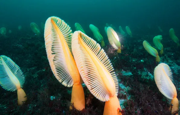 Canada, colony, British Columbia, sea feathers, Hussar Point, polyp
