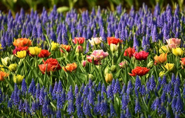 Flowers, bright, beauty, positive, yellow, garden, contrast, purple