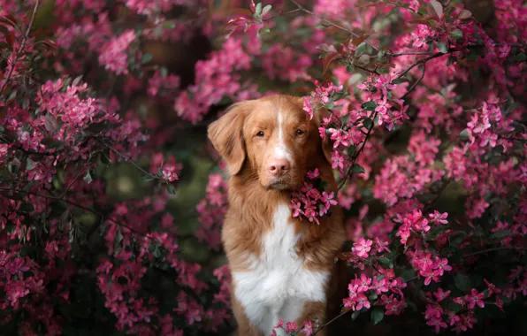 Picture look, branches, tree, portrait, dog, spring, flowering, flowers