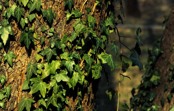 Dark, leafs, plant, ivy