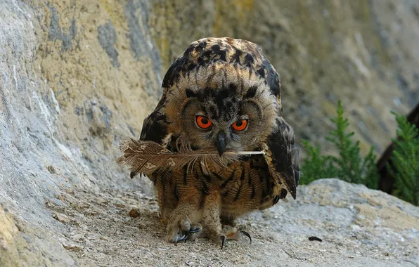 Look, nature, pose, stones, pen, owl, bird, owl