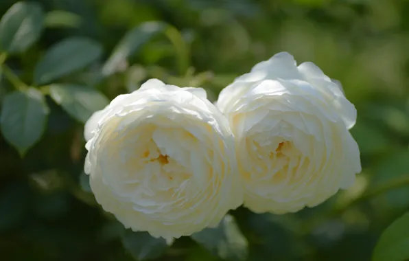 Leaves, flowers, two, roses, white, Duo, bokeh, lush