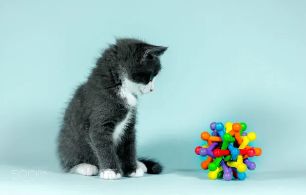 Picture cat, look, background, blue, toy, baby, profile, kitty