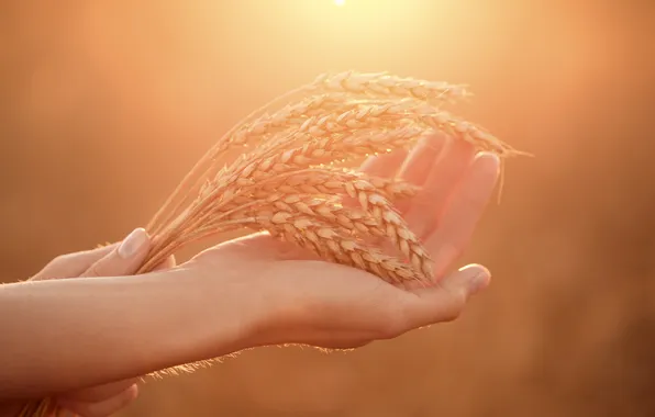 Field, woman, autumn, hands, wheat, ears, hold, harvest