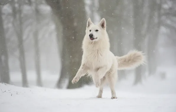 Winter, forest, snow, jump, dog, snowfall, Swiss shepherd dog