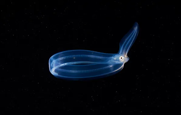 Sea, water, macro, fish, fish, transparent, bending, black background