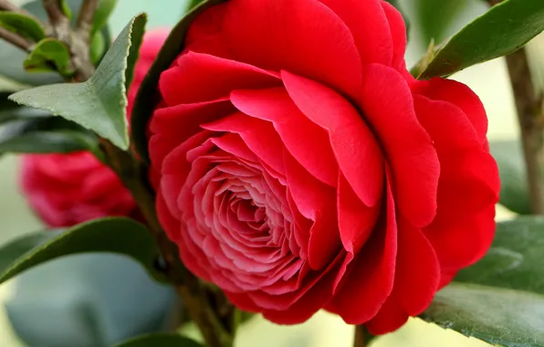 Macro, buds, Camellia
