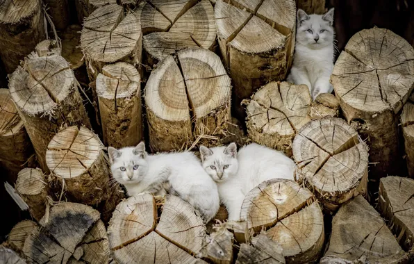 Picture cats, cats, logs
