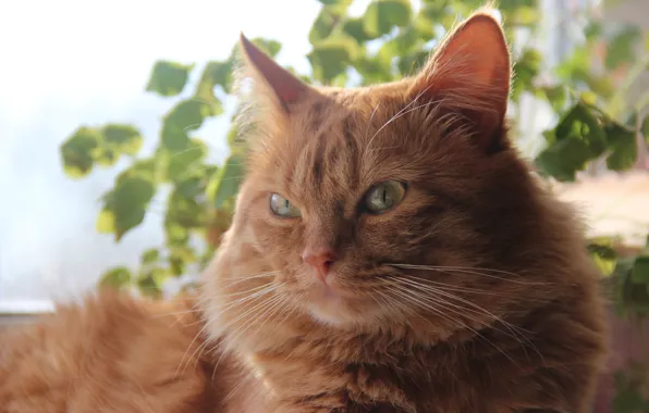 Picture spring, Cat, red, in the sun, smart, flawless