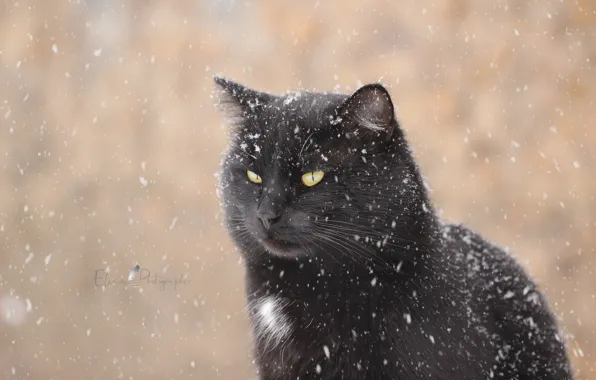 Picture winter, cat, look, snow, background