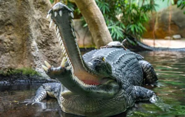 Teeth, crocodile, mouth