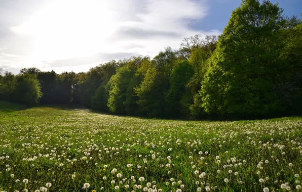 Greens, summer, the sky, grass, the sun, clouds, trees, dandelion