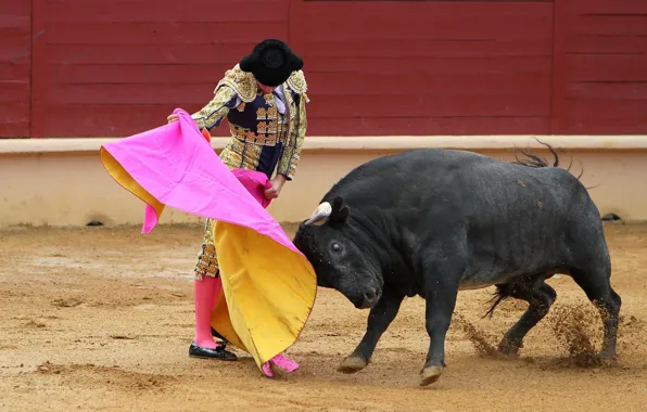 Bull, Matador, Korea