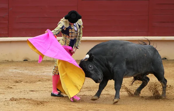 Picture bull, Matador, Korea