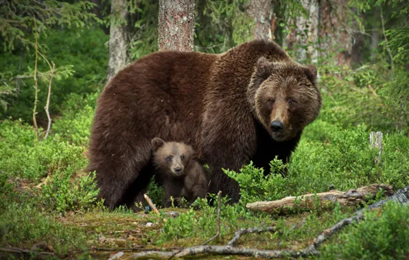 Picture forest, baby, bear, mom, bear