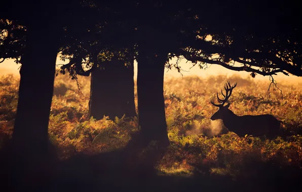 Picture trees, nature, animal, deer, silhouette, nature