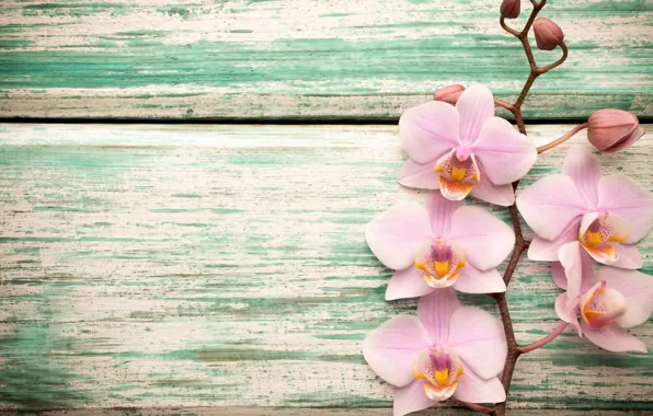 Picture wood, Orchid, pink, flowers, orchid