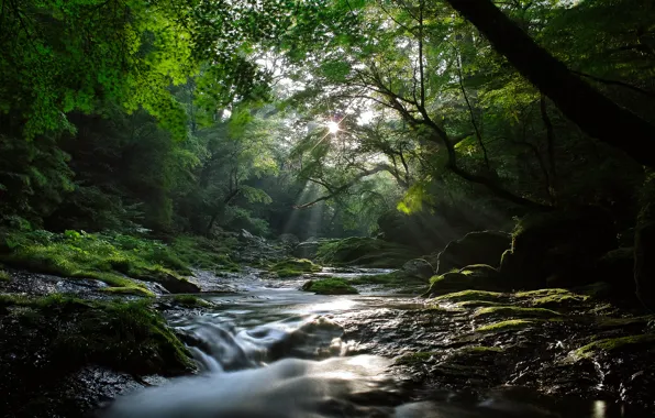 Picture forest, the sun, rays, light, nature, river, stream, cool