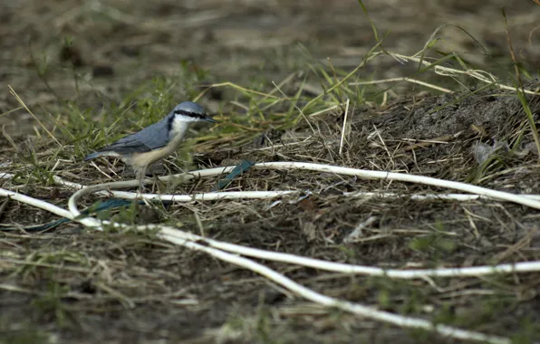 Blue, nature, grey, background, earth, blue, bird, Wallpaper