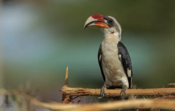 Branches, background, bird, Hornbill