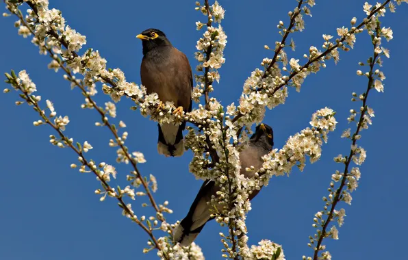 Picture bird, spring, garden, flowering