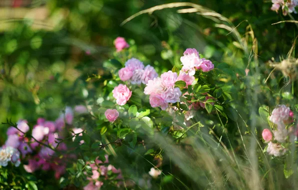 Picture grass, flowers, roses, garden, pink, bokeh, rosette
