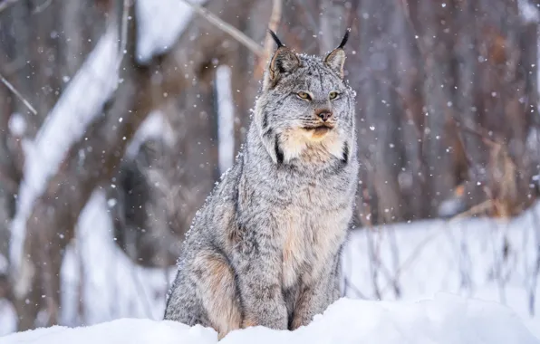 Winter, snow, lynx