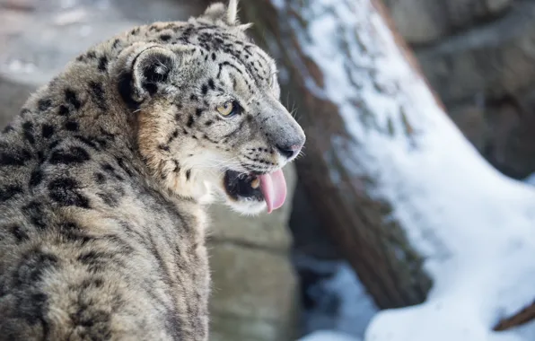 Winter, language, face, snow, predator, IRBIS, snow leopard, wild cat