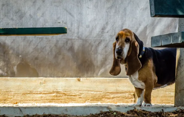 Look, each, dog, basset