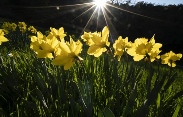 Wallpaper yellow, flowers, rays, light, daffodils, the sun, flowerbed, spring