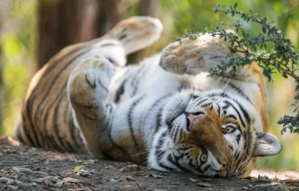 Look, face, branches, tiger, pose, stay, paws, lies