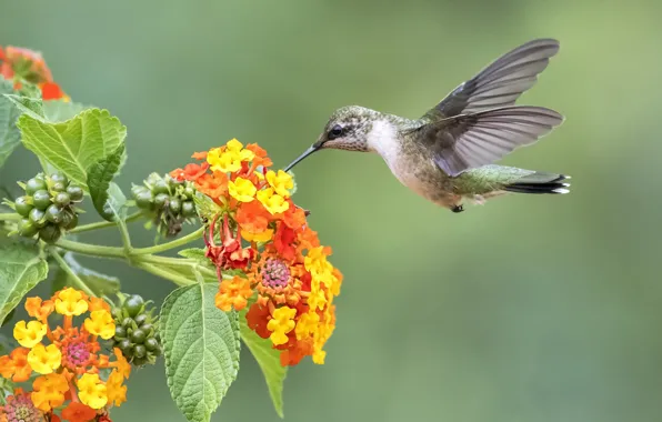 Picture bird, Hummingbird, flowers