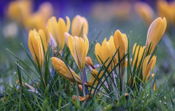 Flowers, spring, yellow, crocuses, buds, primroses, Krokus, bokeh