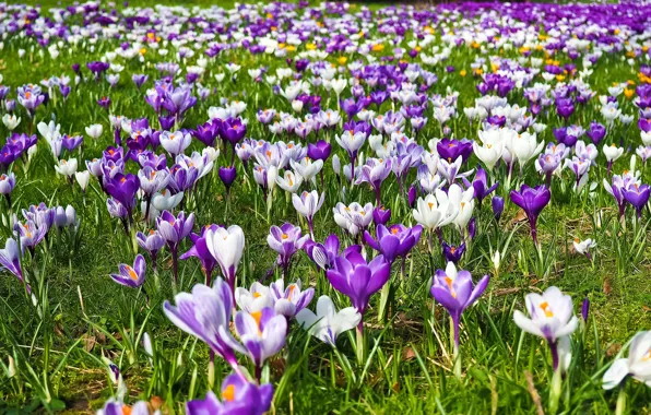Picture Flowers, Nature, Spring, Crocuses