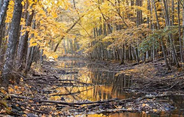 Autumn, forest, nature